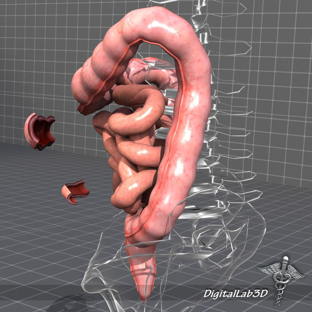 Human Large and Small Intestines Anatomy 3D model_5
