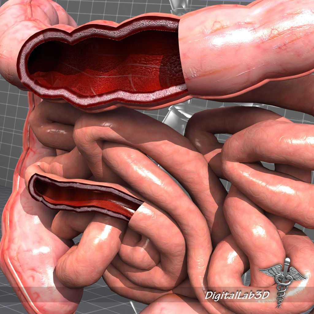 Human Large and Small Intestines Anatomy 3D model_1
