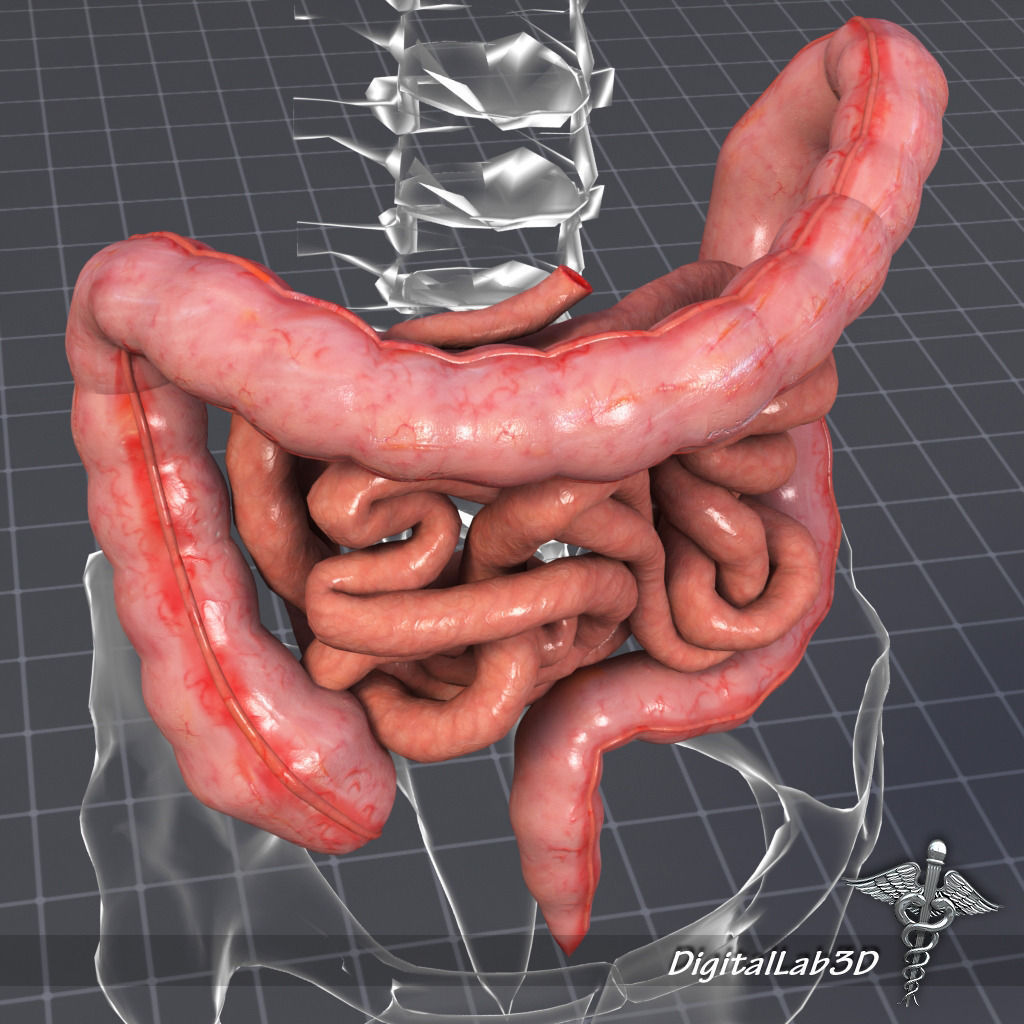 Human Large and Small Intestines Anatomy 3D model_3