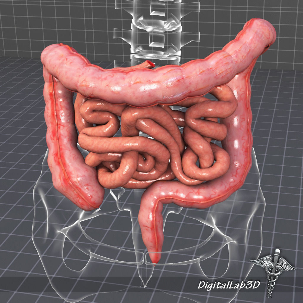 Human Large and Small Intestines Anatomy 3D model_4