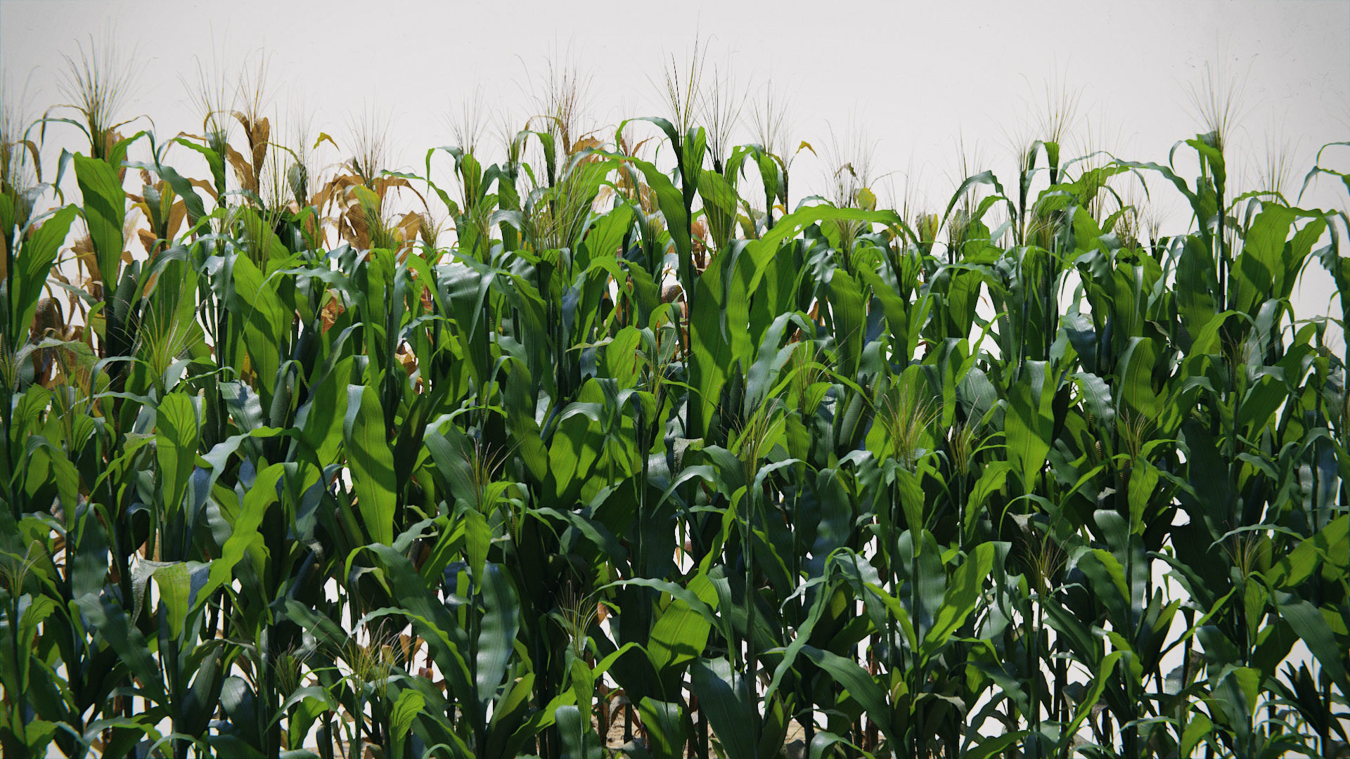 Corn Plants 15 Types in 5 Ages - PBR AssetKit Low-poly 3D model_16