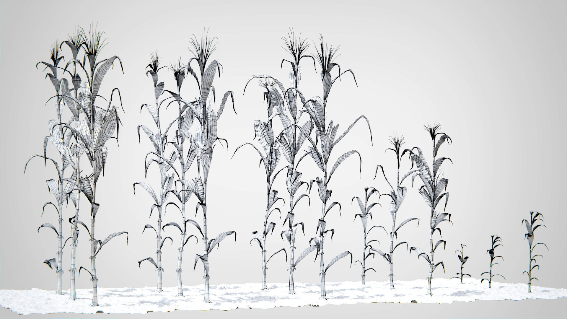 Corn Plants 15 Types in 5 Ages - PBR AssetKit Low-poly 3D model_14