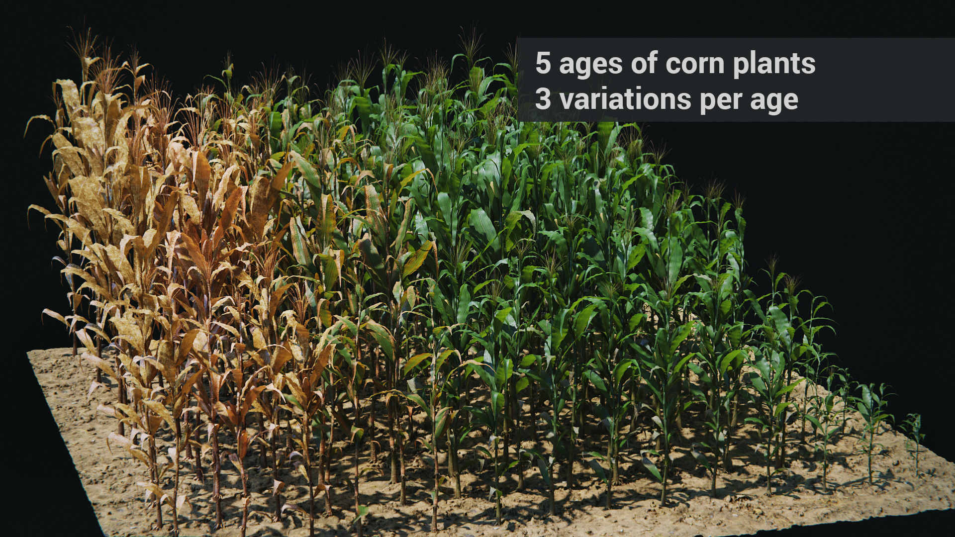 Corn Plants 15 Types in 5 Ages - PBR AssetKit Low-poly 3D model_15