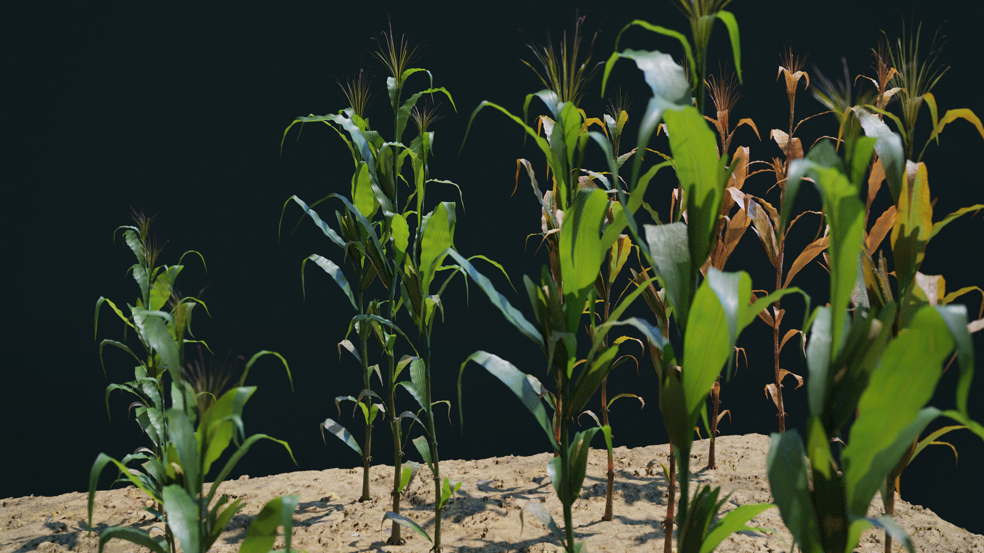 Corn Plants 15 Types in 5 Ages - PBR AssetKit Low-poly 3D model_1