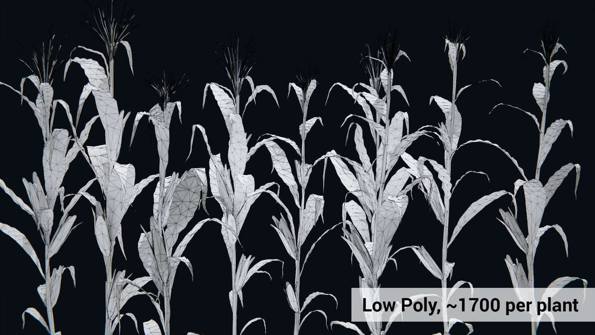 Corn Plants 15 Types in 5 Ages - PBR AssetKit Low-poly 3D model_12