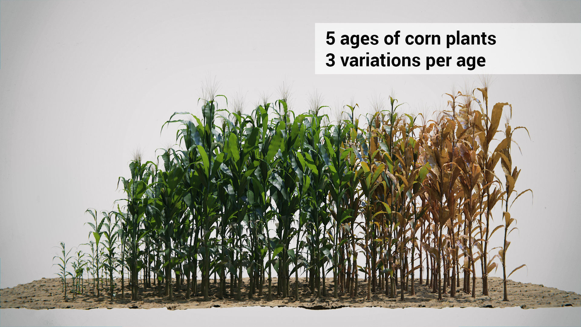 Corn Plants 15 Types in 5 Ages - PBR AssetKit Low-poly 3D model_5