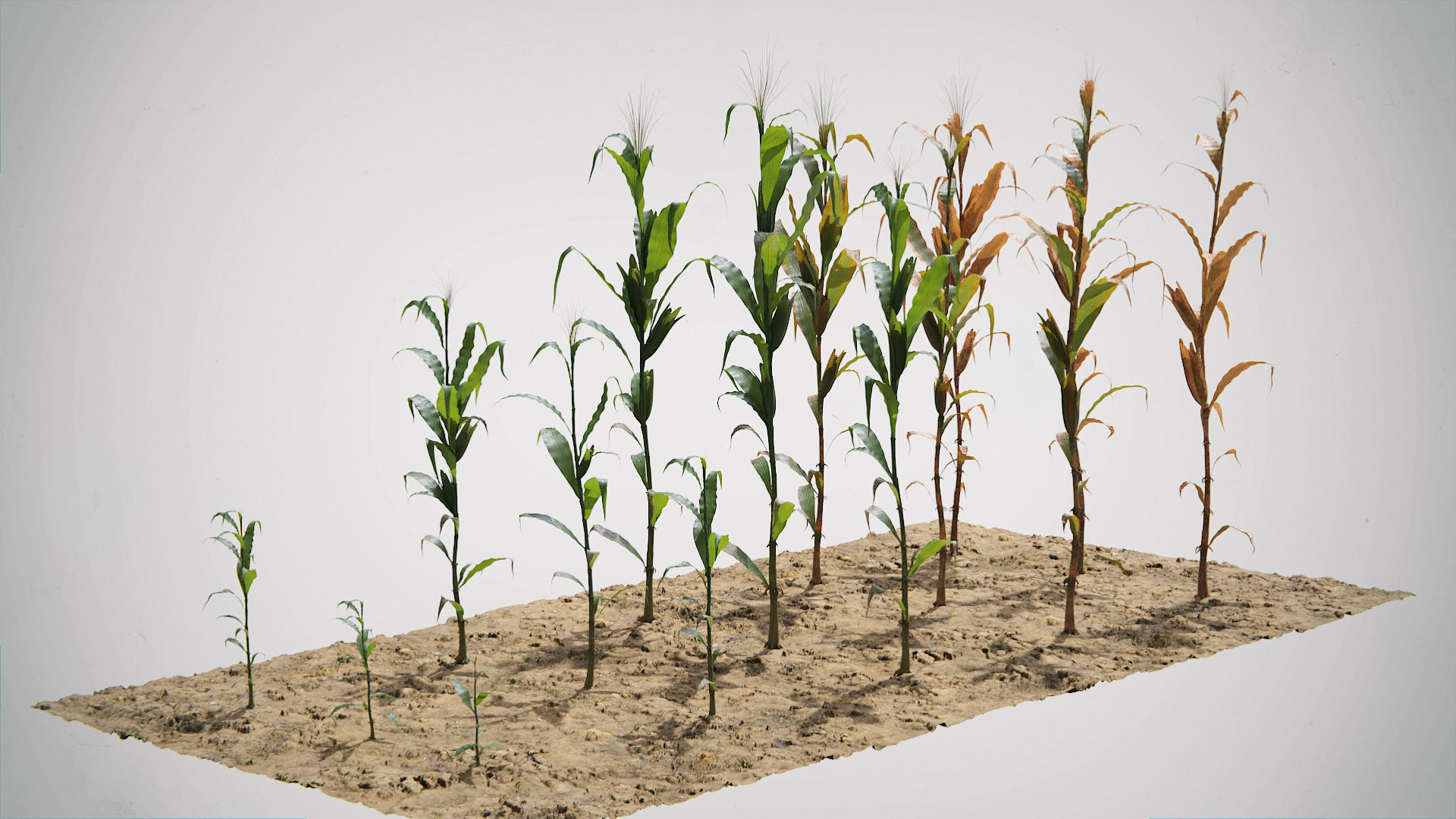 Corn Plants 15 Types in 5 Ages - PBR AssetKit Low-poly 3D model_8