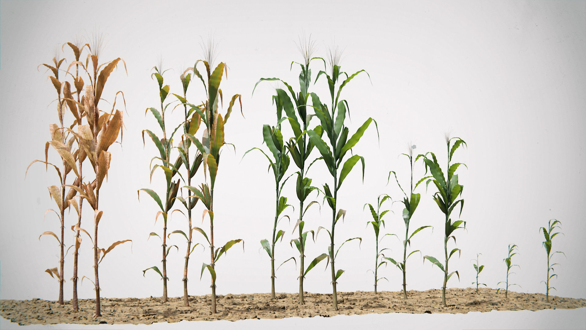 Corn Plants 15 Types in 5 Ages - PBR AssetKit Low-poly 3D model_13