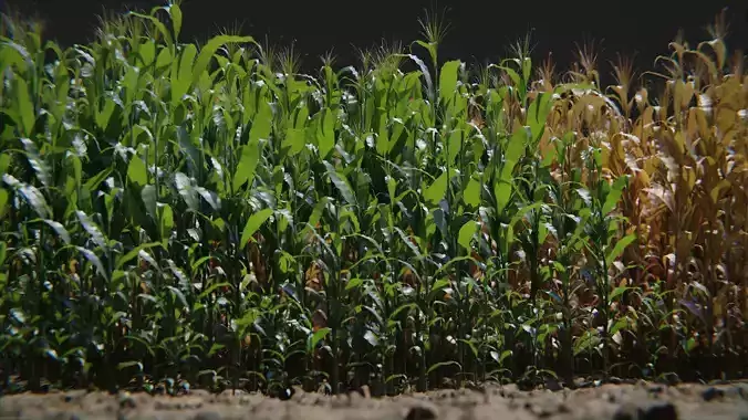 Corn Plants 15 Types in 5 Ages - PBR AssetKit Low-poly 3D model