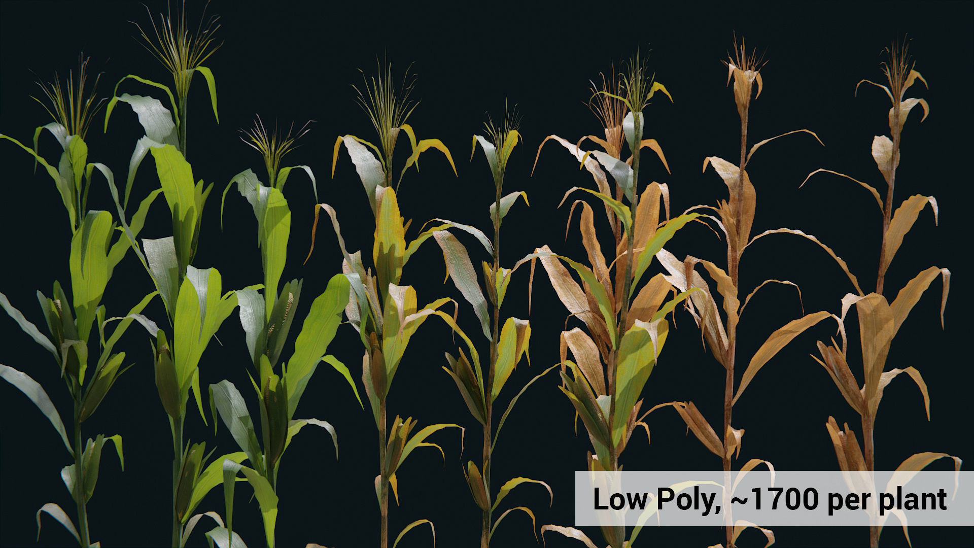 Corn Plants 15 Types in 5 Ages - PBR AssetKit Low-poly 3D model_11