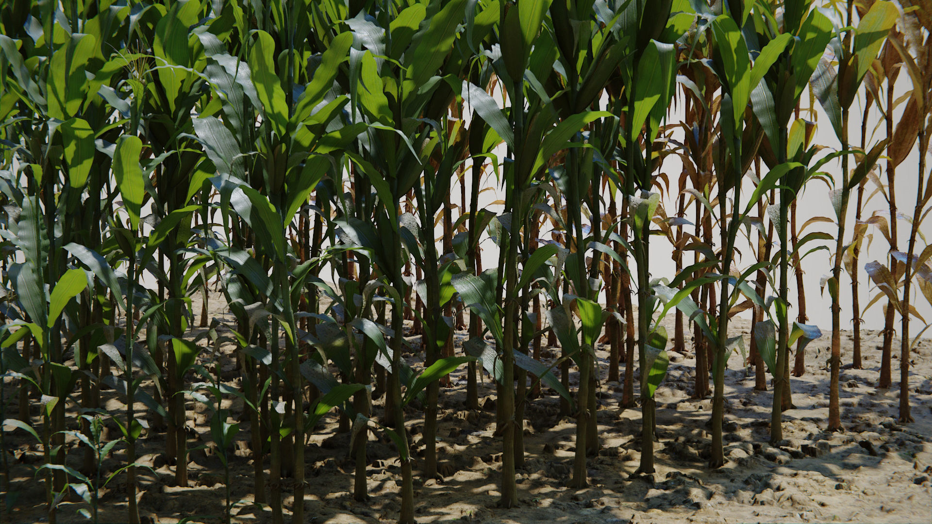 Corn Plants 15 Types in 5 Ages - PBR AssetKit Low-poly 3D model_6