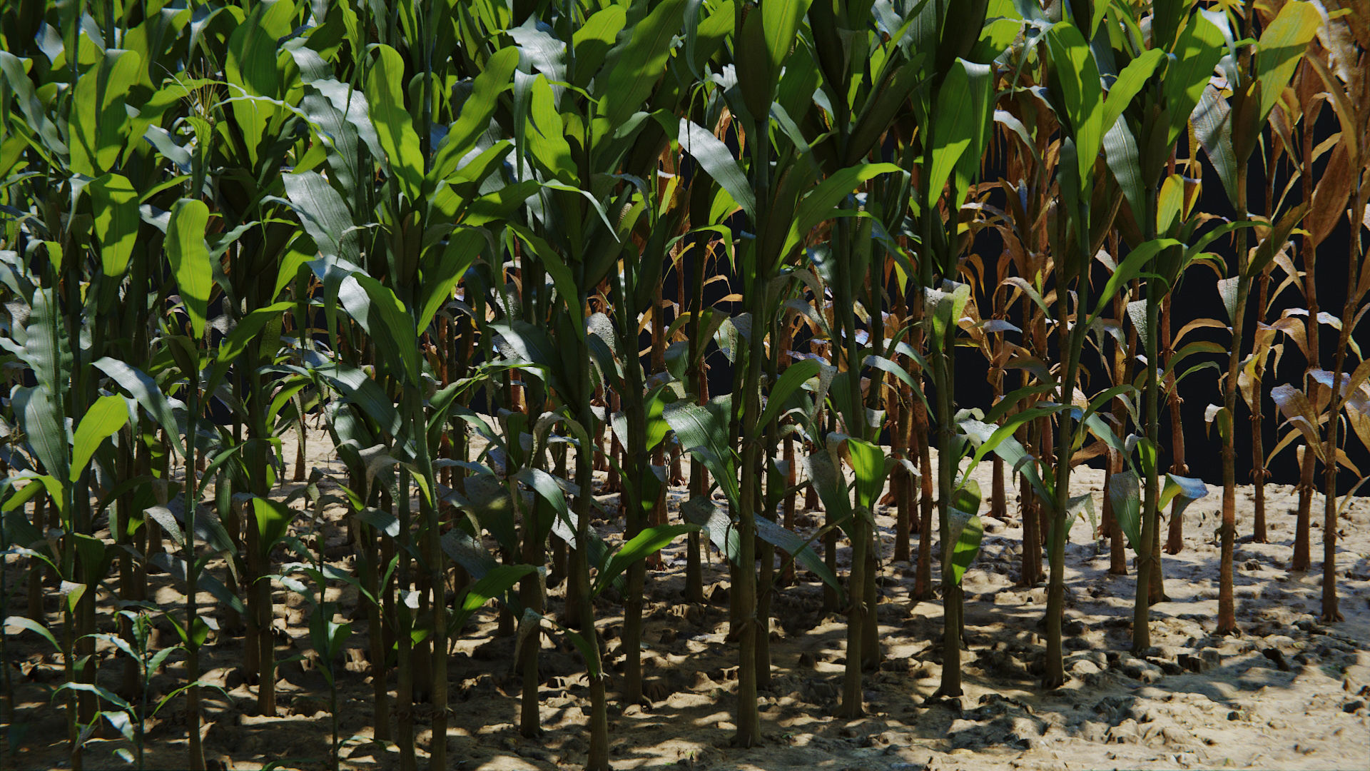 Corn Plants 15 Types in 5 Ages - PBR AssetKit Low-poly 3D model_3