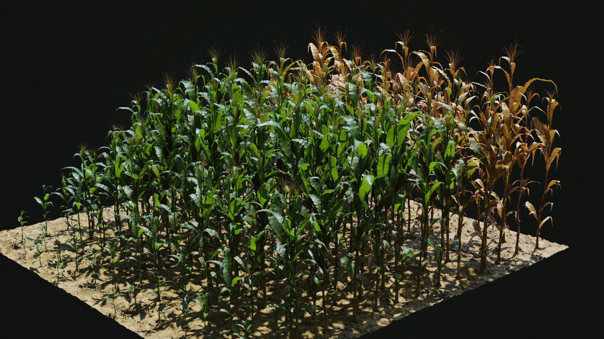 Corn Plants 15 Types in 5 Ages - PBR AssetKit Low-poly 3D model_4
