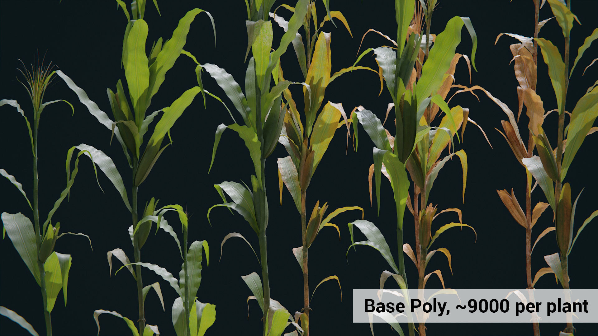 Corn Plants 15 Types in 5 Ages - PBR AssetKit Low-poly 3D model_9