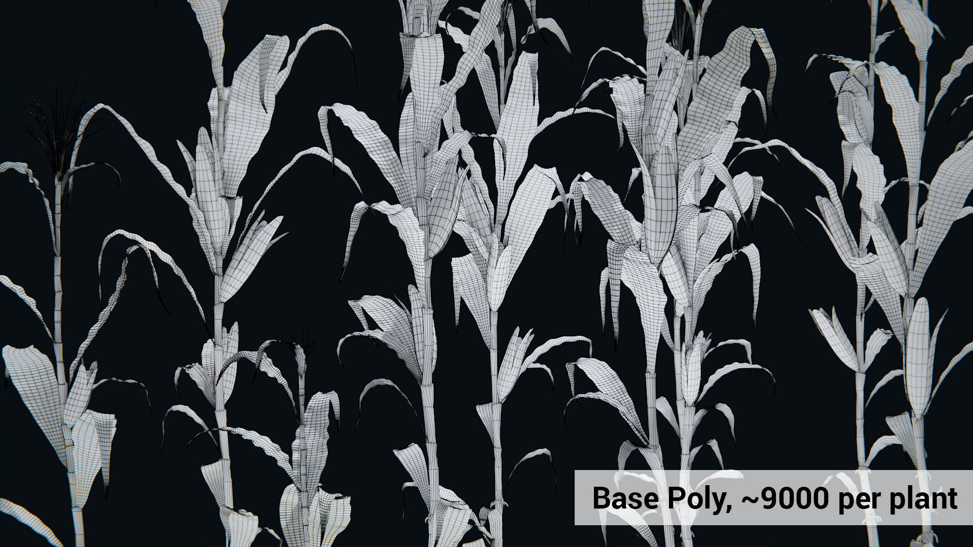 Corn Plants 15 Types in 5 Ages - PBR AssetKit Low-poly 3D model_10