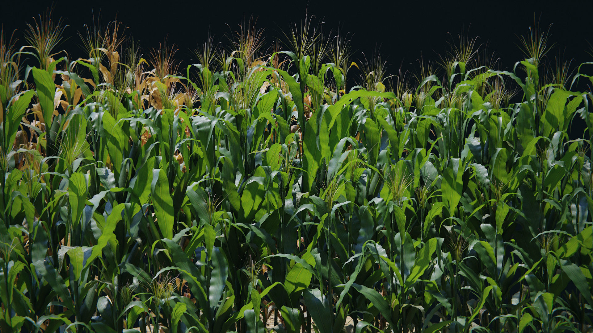 Corn Plants 15 Types in 5 Ages - PBR AssetKit Low-poly 3D model_17
