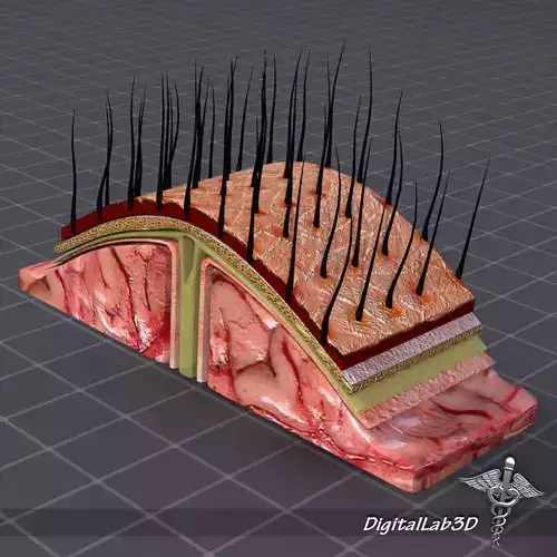 Human Scalp Anatomy 3D model