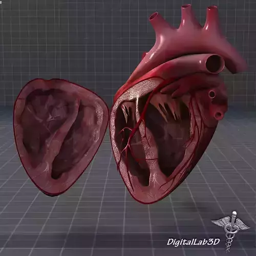 Human Heart Anatomy 1 3D model
