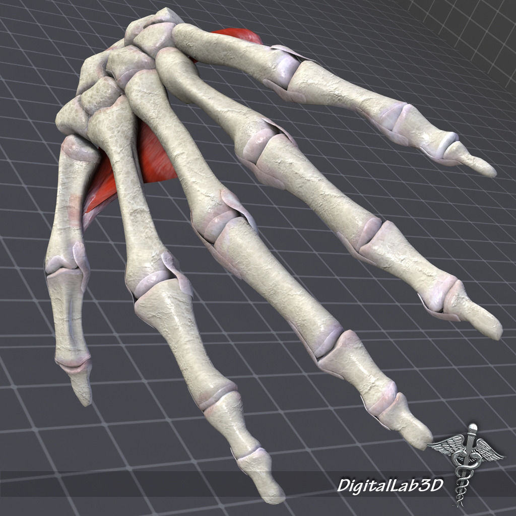 Human Hand Bone and Muscle Structure 3D model_3
