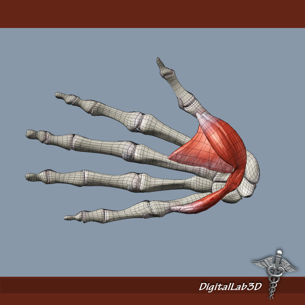 Human Hand Bone and Muscle Structure 3D model_6