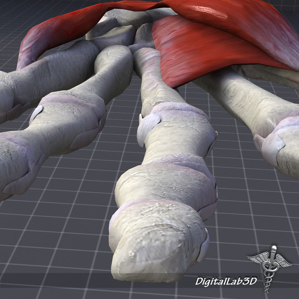 Human Hand Bone and Muscle Structure 3D model_1
