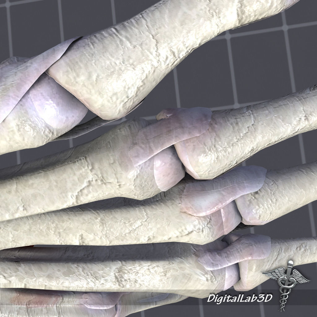 Human Hand Bone and Muscle Structure 3D model_2