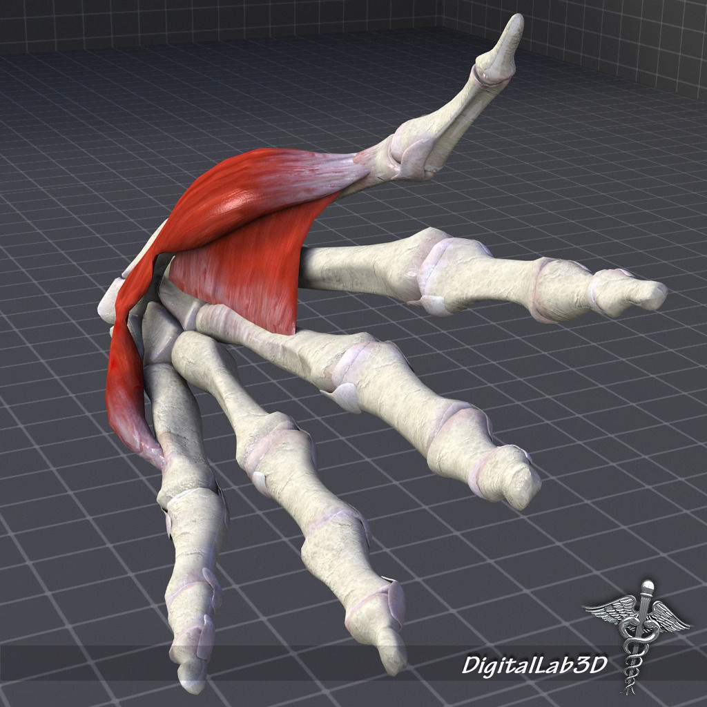 Human Hand Bone and Muscle Structure 3D model_4