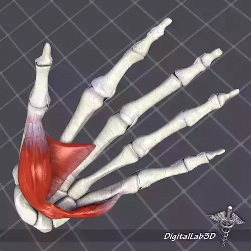 Human Hand Bone and Muscle Structure 3D model