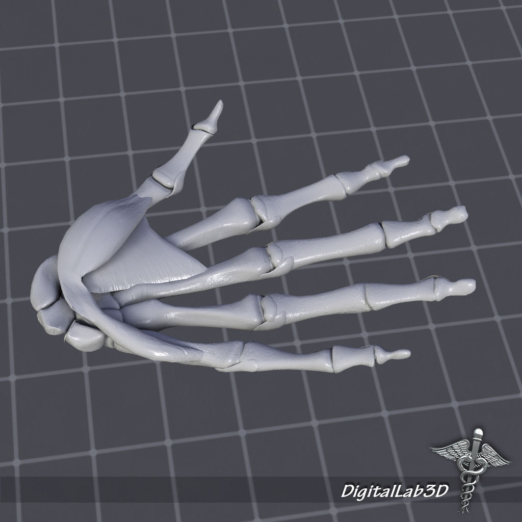 Human Hand Bone and Muscle Structure 3D model_5