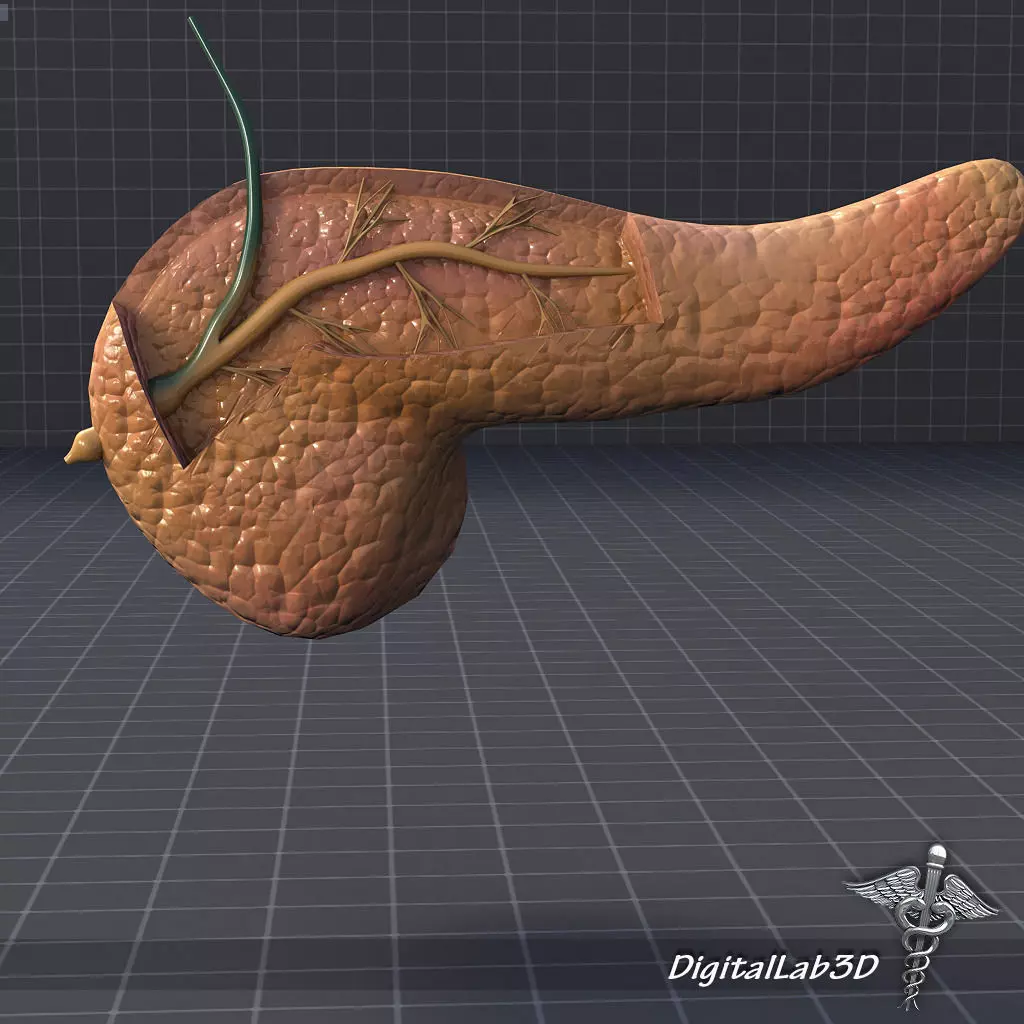 Pancreas Anatomy 3D model