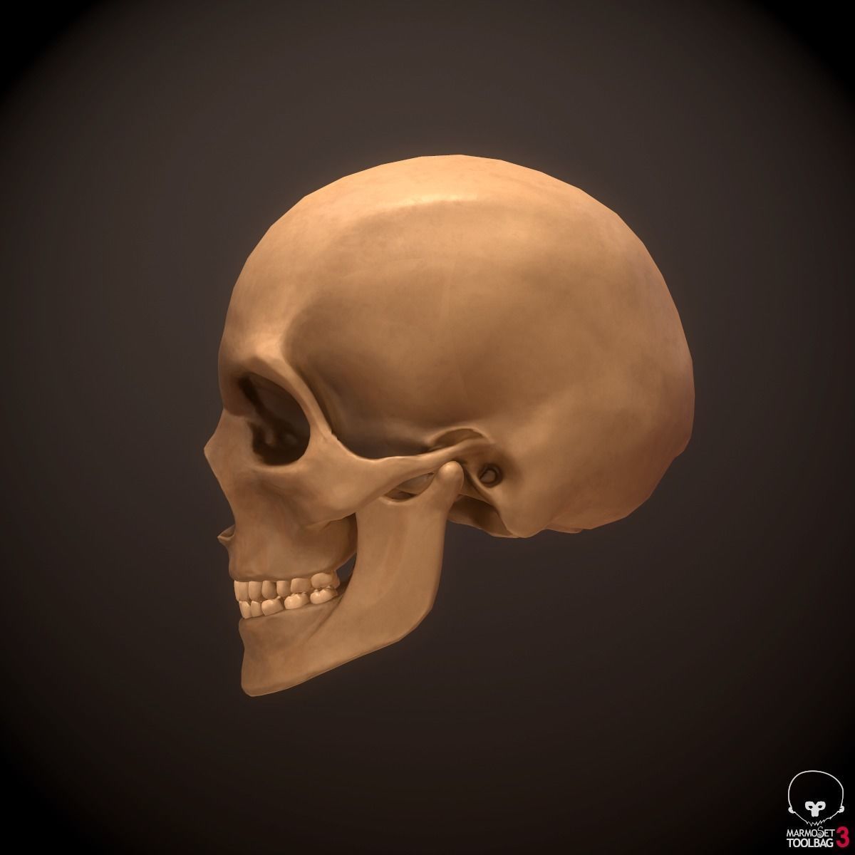 Head Face Muscle Structure Anatomy 3D model_12