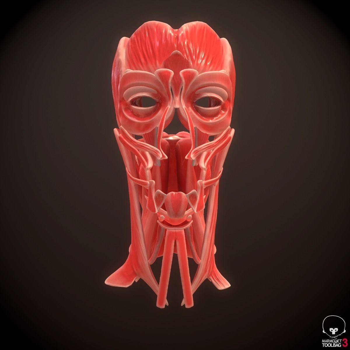 Head Face Muscle Structure Anatomy 3D model_5