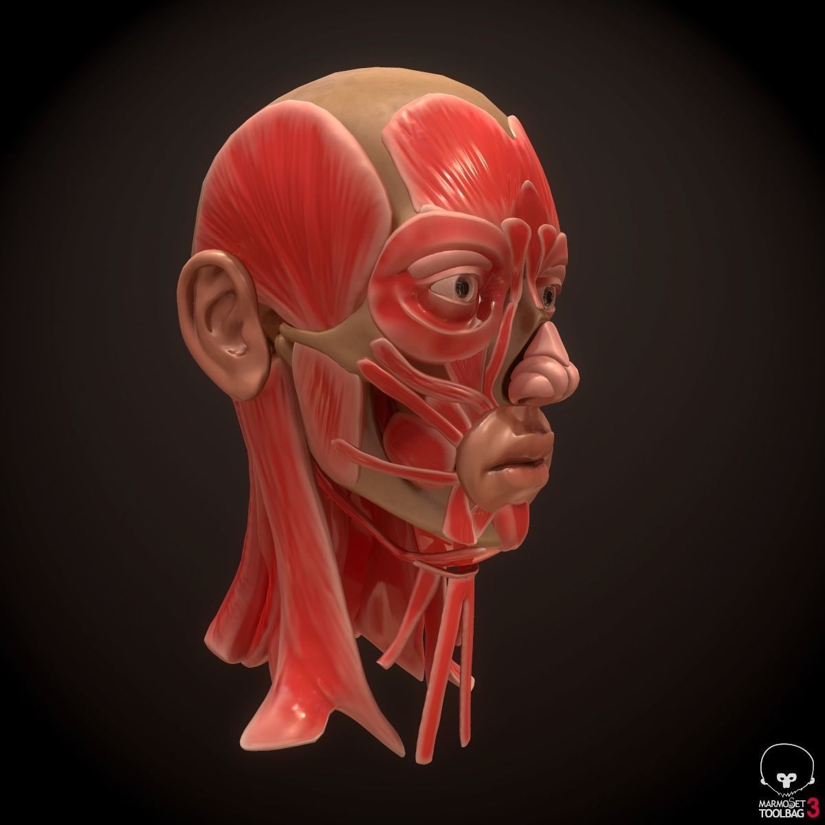 Head Face Muscle Structure Anatomy 3D model_7
