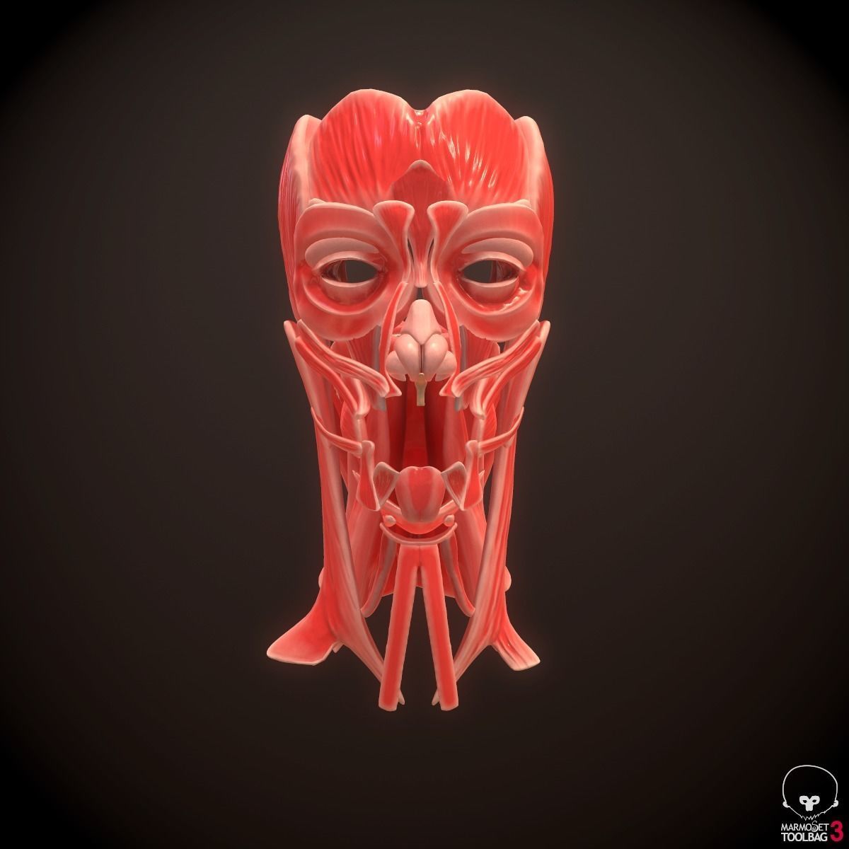 Head Face Muscle Structure Anatomy 3D model_4