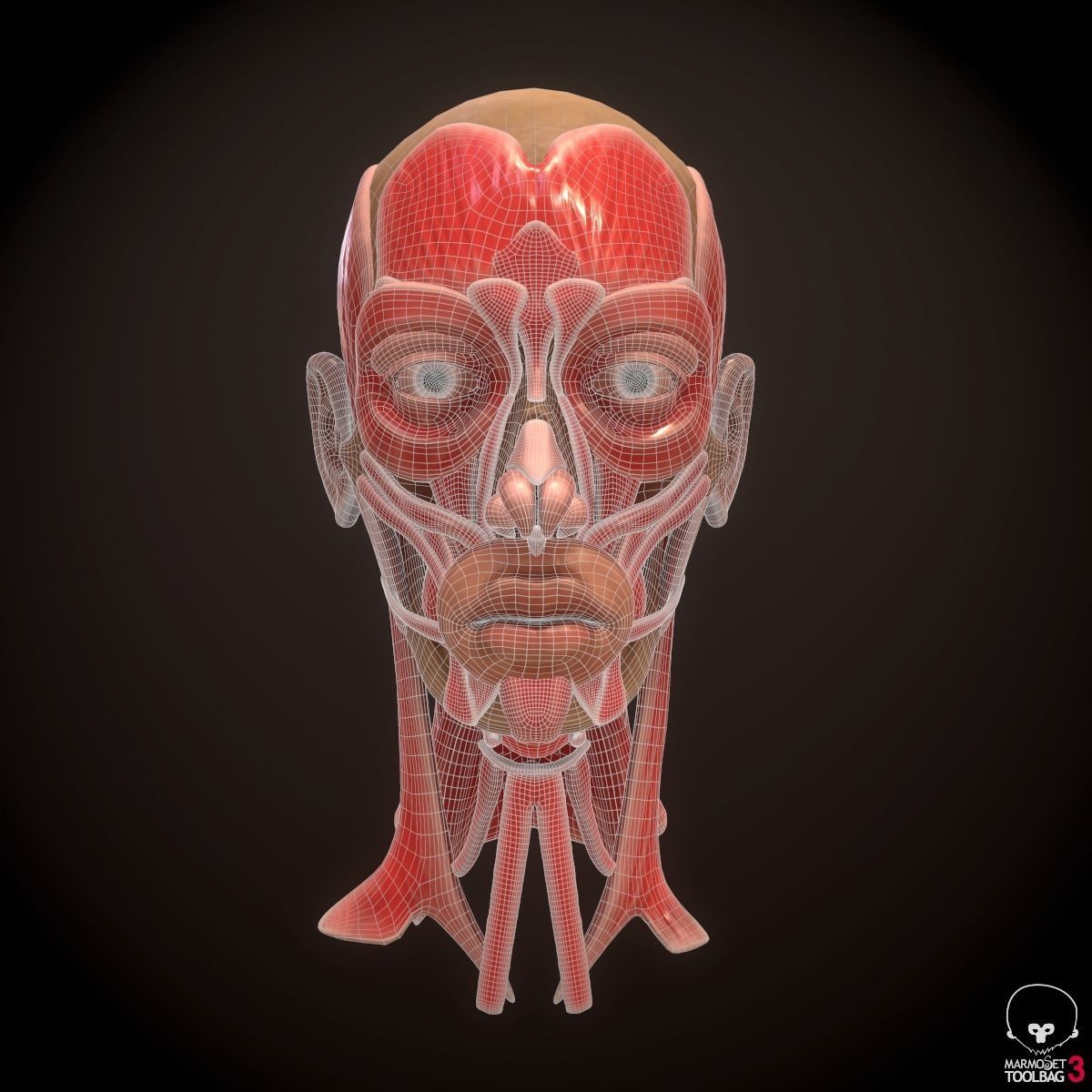 Head Face Muscle Structure Anatomy 3D model_9