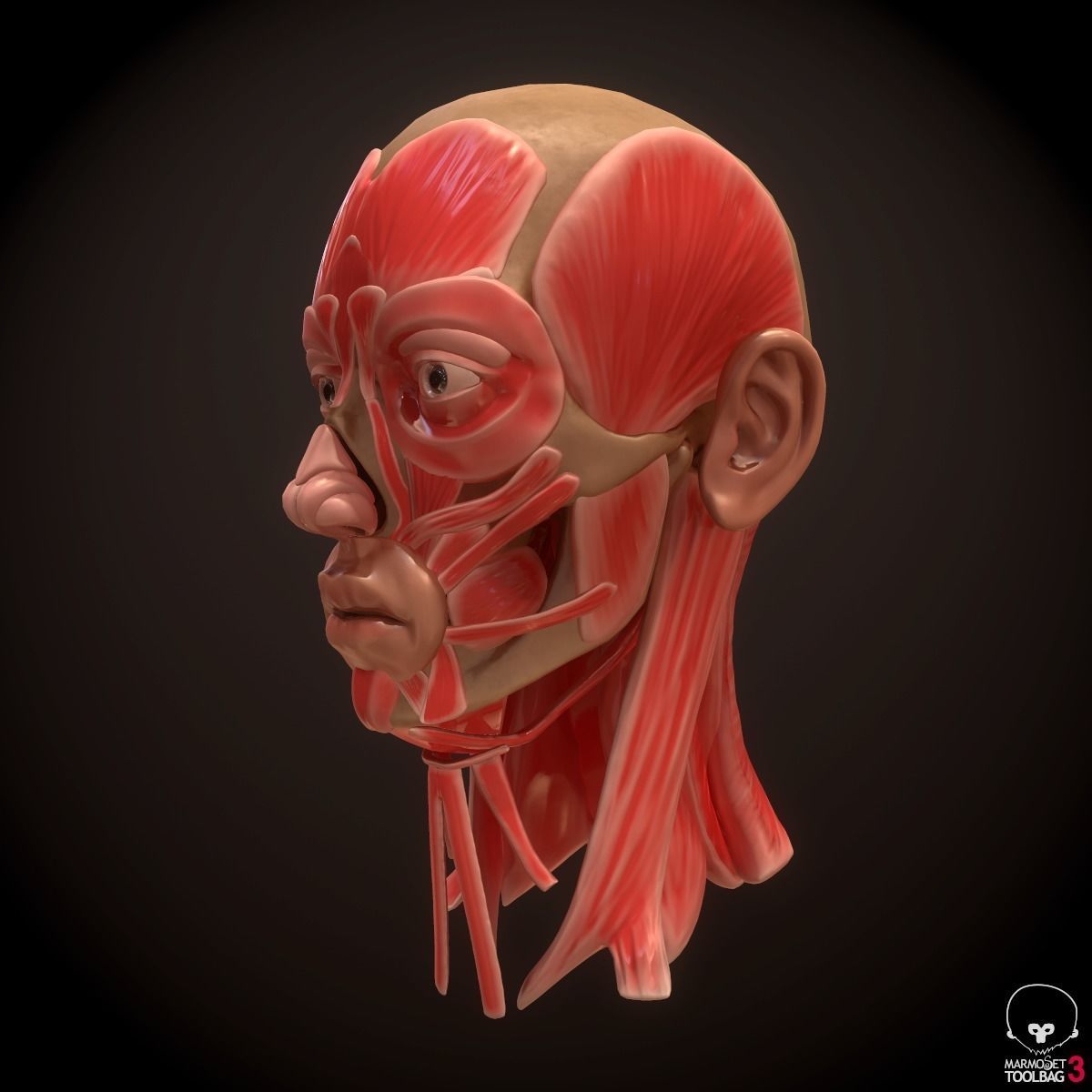 Head Face Muscle Structure Anatomy 3D model_1