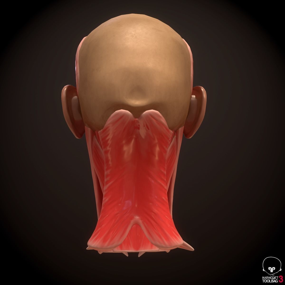Head Face Muscle Structure Anatomy 3D model_6