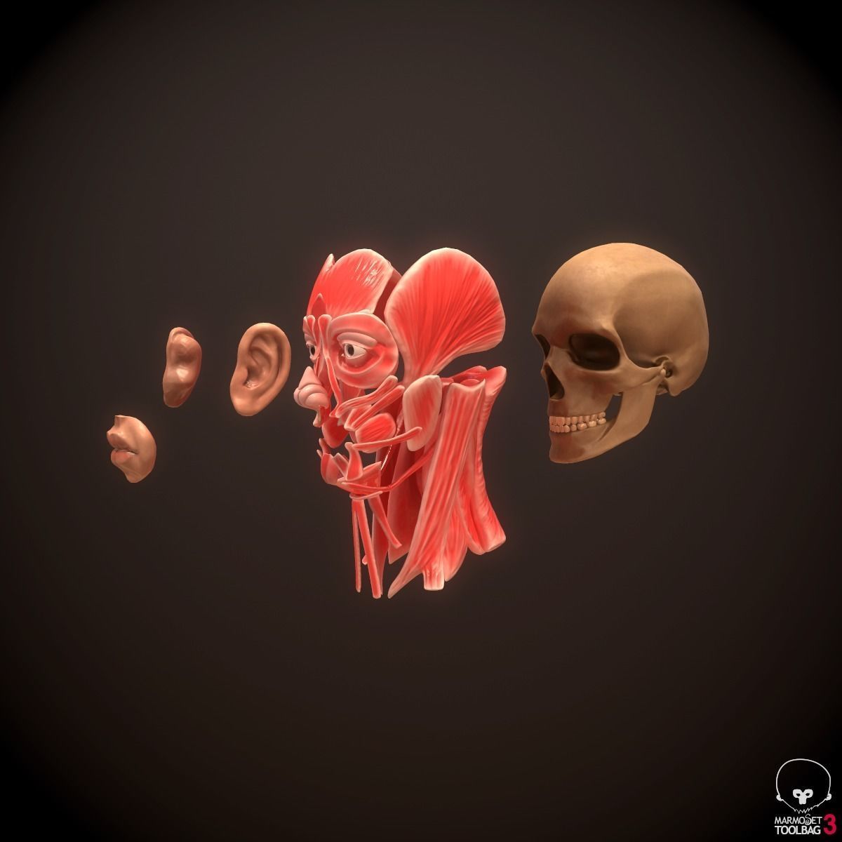 Head Face Muscle Structure Anatomy 3D model_8