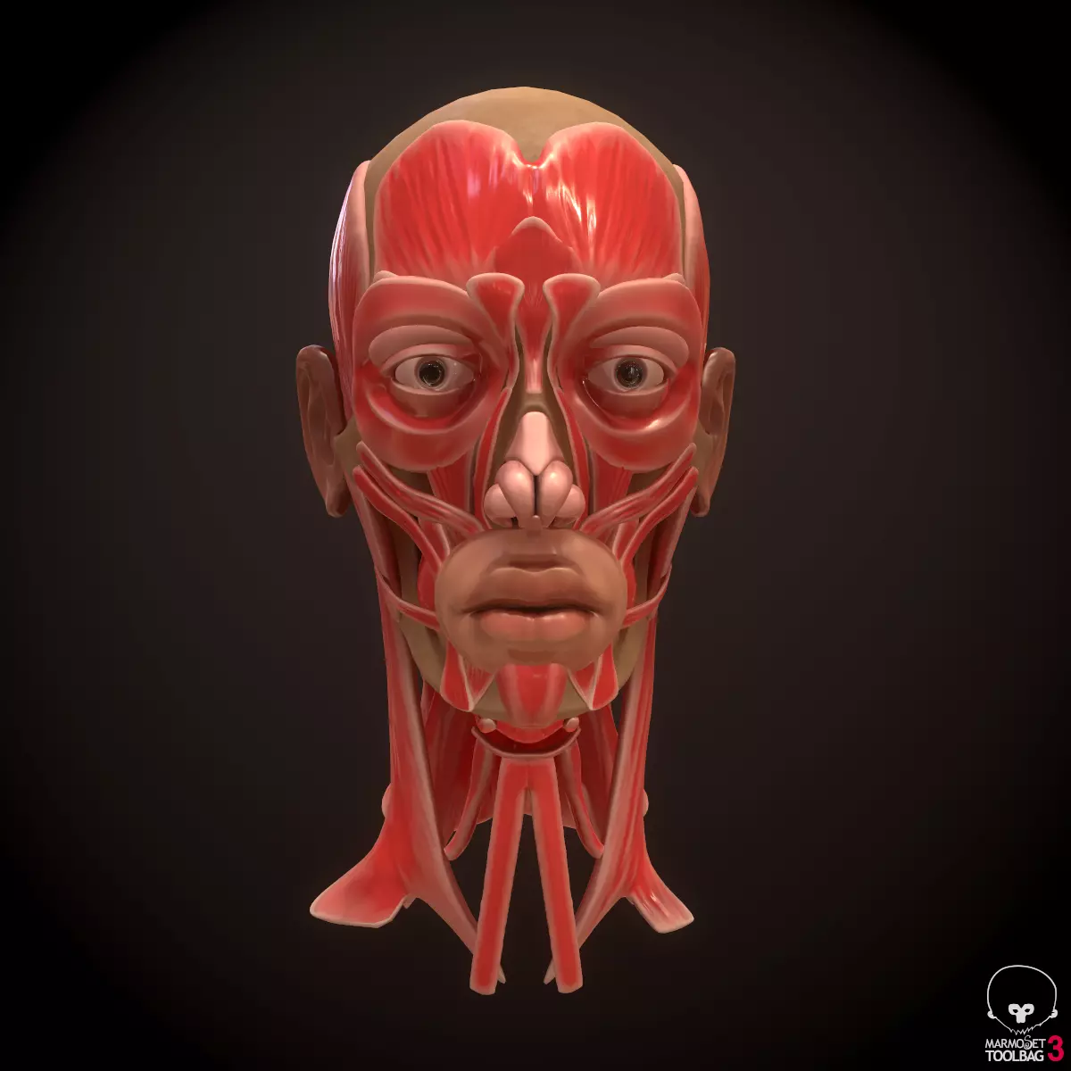 Head Face Muscle Structure Anatomy 3D model_0