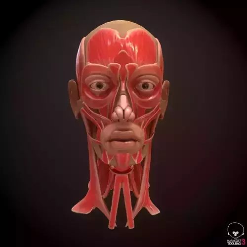 Head Face Muscle Structure Anatomy 3D model