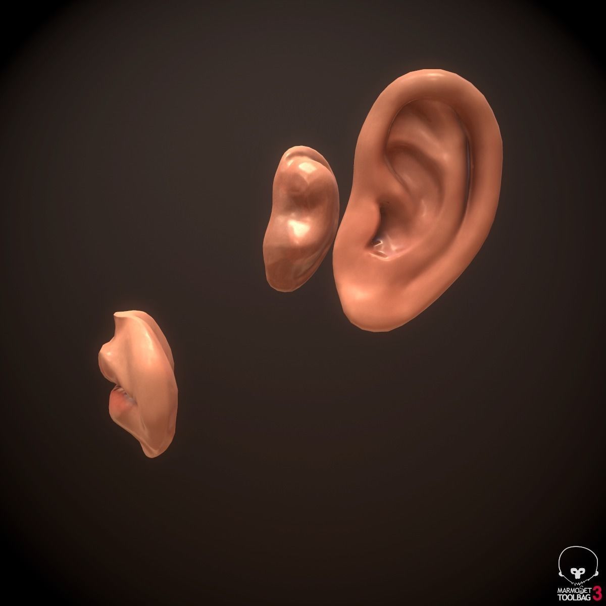 Head Face Muscle Structure Anatomy 3D model_15