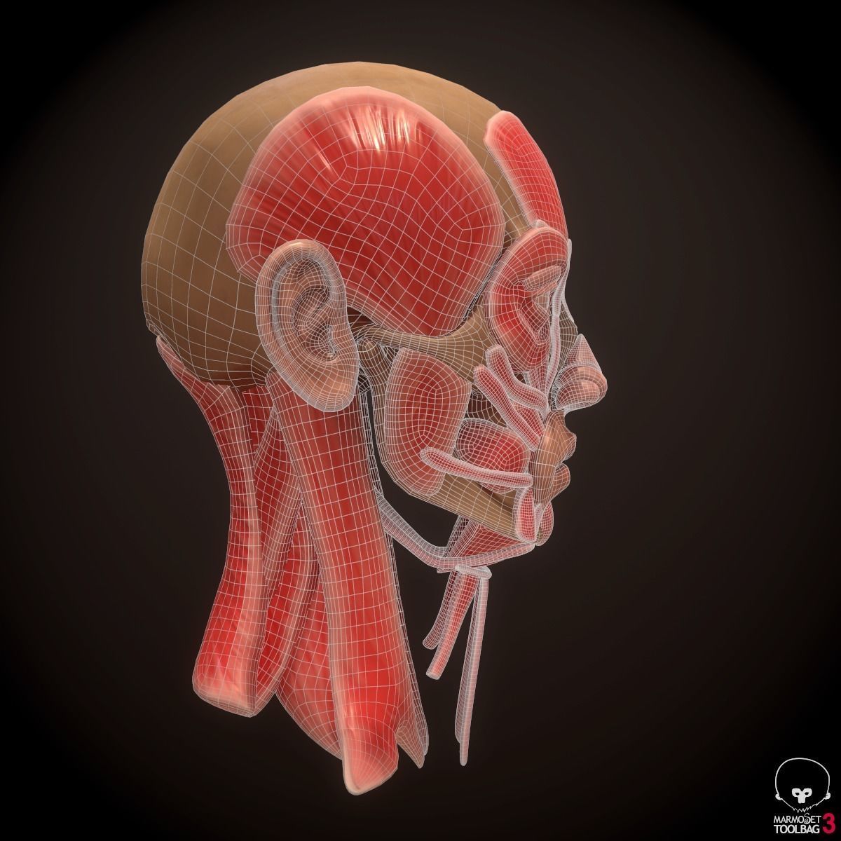 Head Face Muscle Structure Anatomy 3D model_11