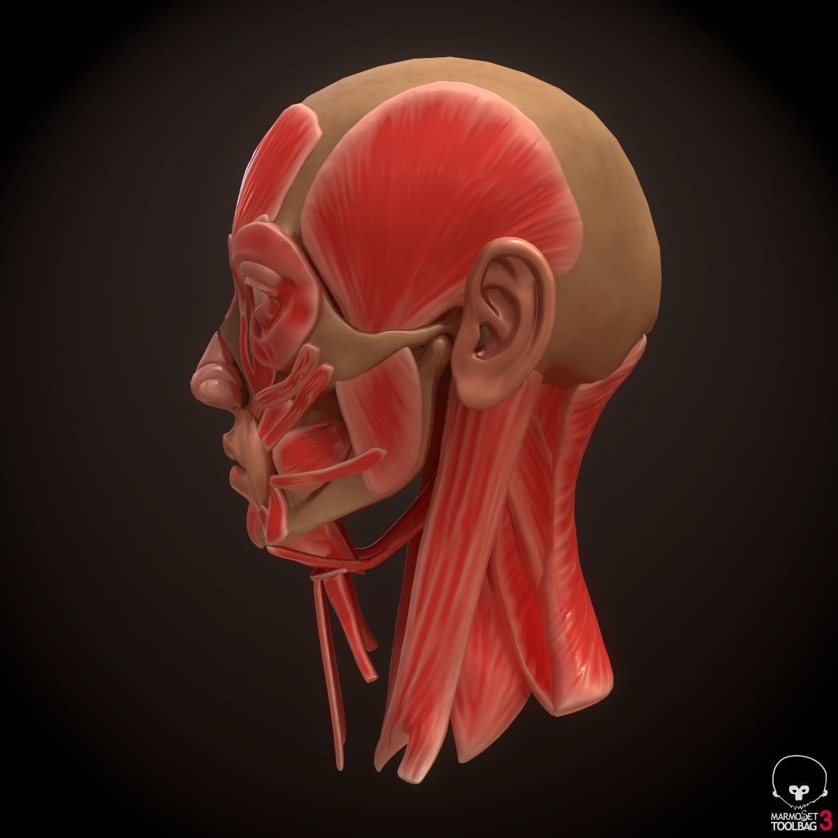 Head Face Muscle Structure Anatomy 3D model_2