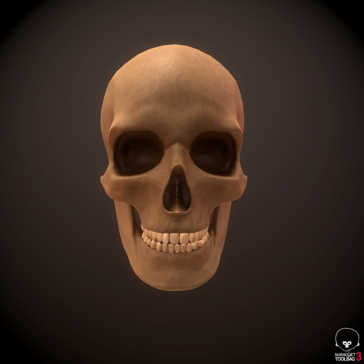 Head Face Muscle Structure Anatomy 3D model_13