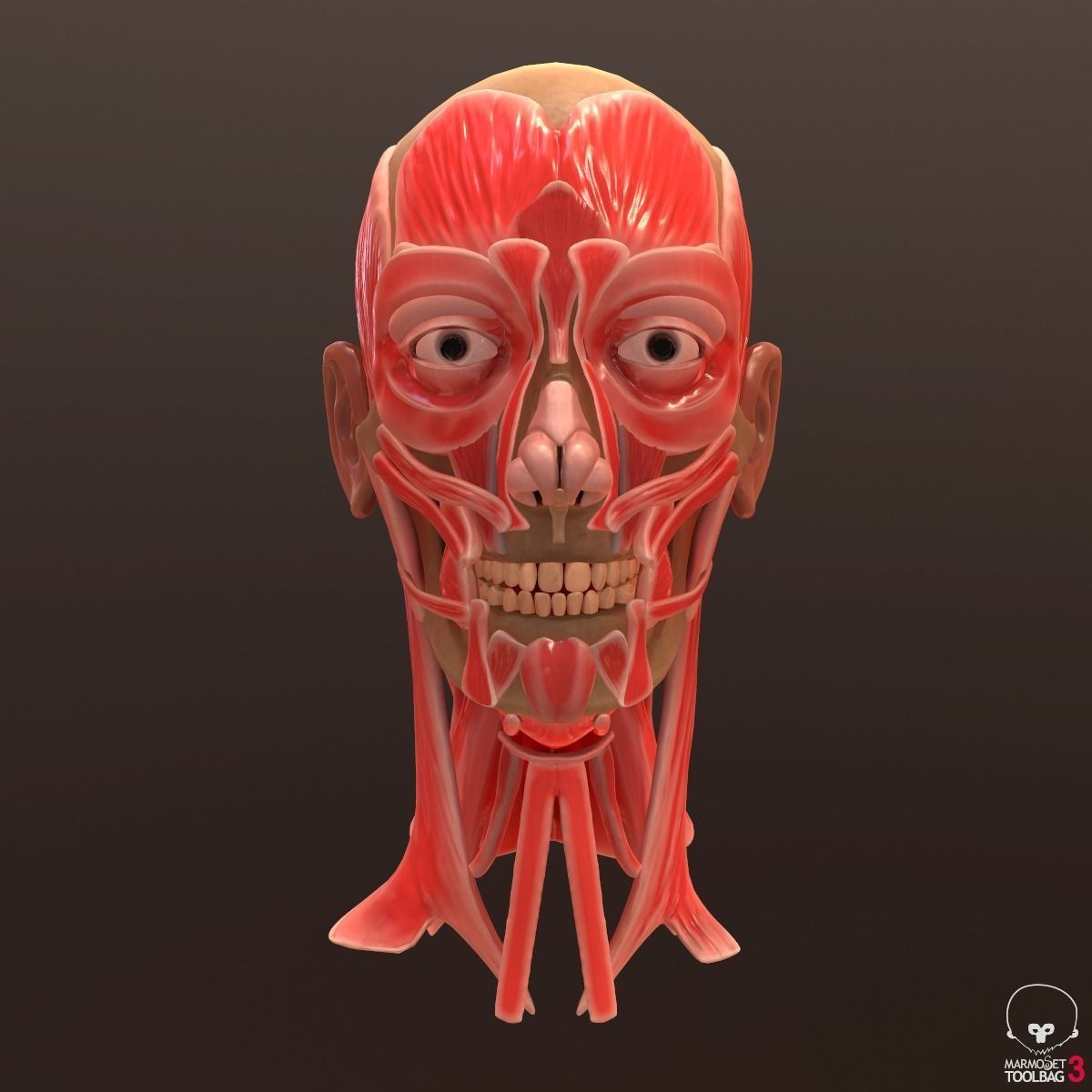 Head Face Muscle Structure Anatomy 3D model_3