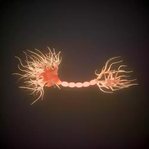Neuron Human anatomy model 3D model