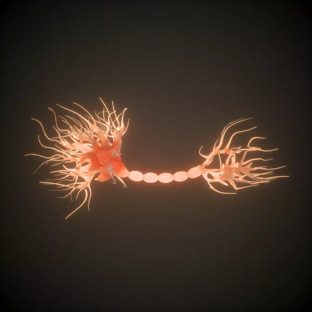 Neuron Human anatomy model 3D model