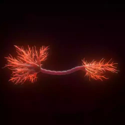Neuron Human anatomy model