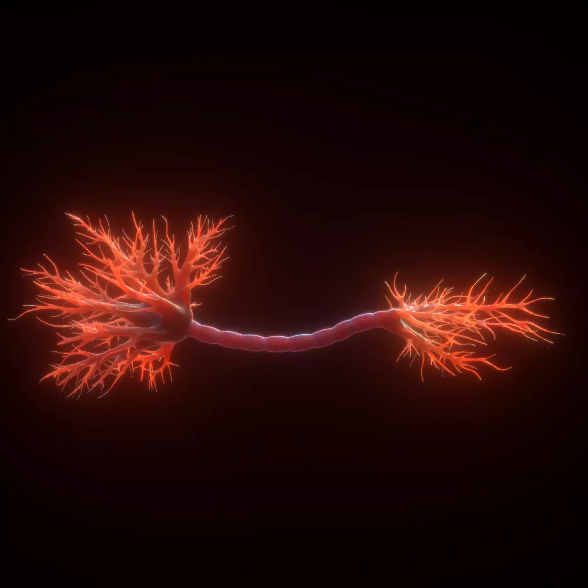 Neuron Human anatomy model 3D model