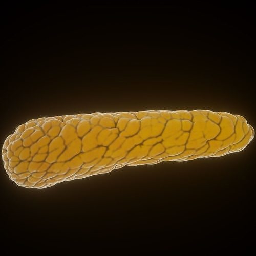 Pancreas parasite 3D model